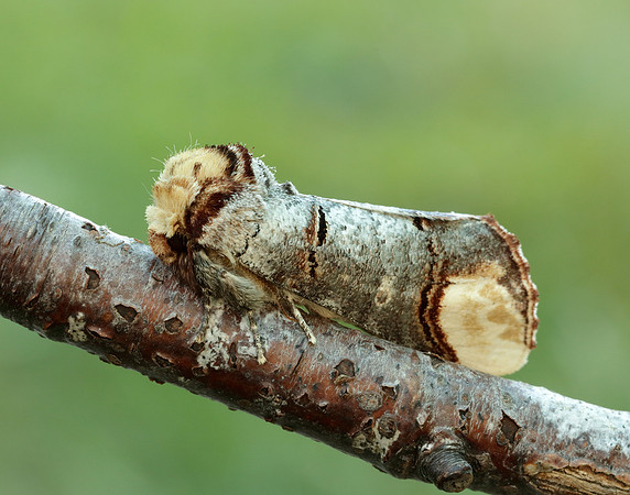 71.025 BF1994 Buff-tip Phalera bucephala