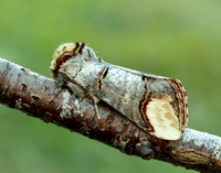 71.025 BF1994 Buff-tip Phalera bucephala