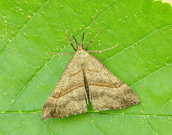 72.003 BF2477 Snout Hypena proboscidalis