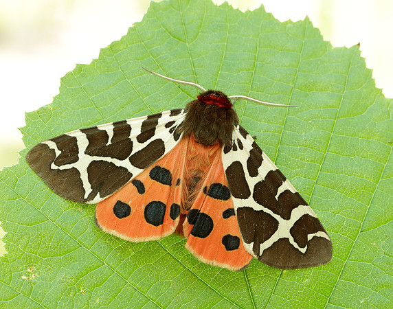 72.029 BF2068 Scarlet Tiger Callimorpha dominula