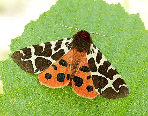 72.029 BF2068 Scarlet Tiger Callimorpha dominula