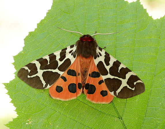 72.029 BF2068 Scarlet Tiger Callimorpha dominula