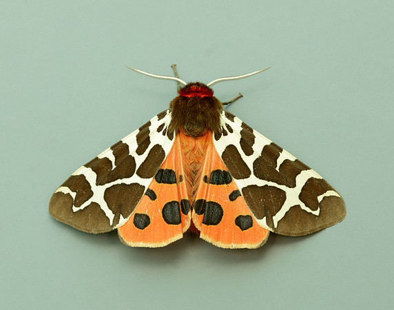 72.029 BF2068 Scarlet Tiger Callimorpha dominula