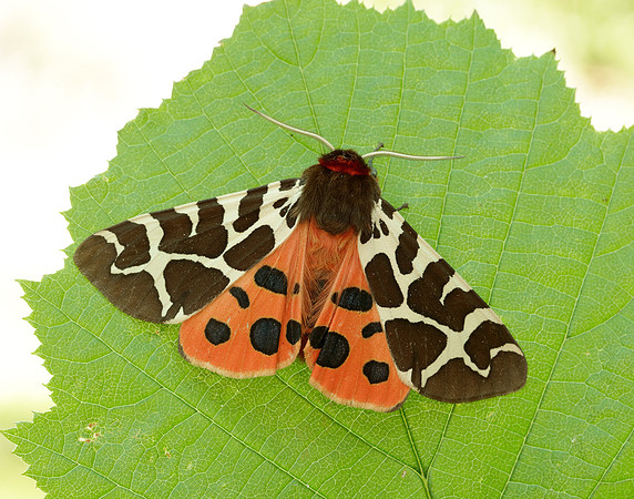 72.029 BF2068 Scarlet Tiger Callimorpha dominula