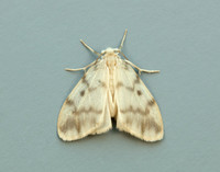 72.036 BF2038 Muslin Footman Nudaria mundan