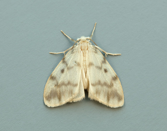 72.036 BF2038 Muslin Footman Nudaria mundan