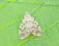 72.036 BF2038 Muslin Footman Nudaria mundan
