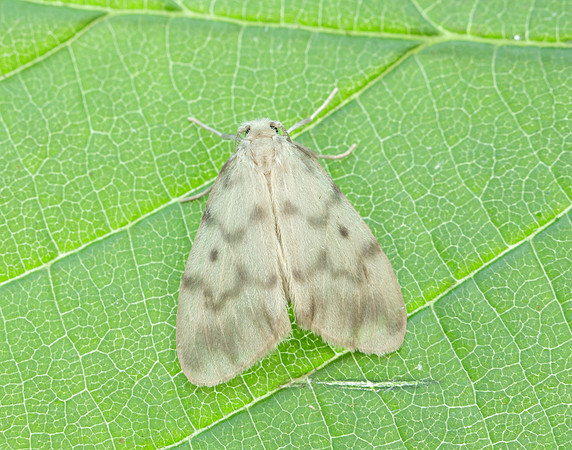 72.036 BF2038 Muslin Footman Nudaria mundan