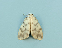 72.036 BF2038 Muslin Footman Nudaria mundan