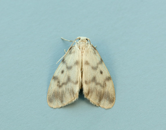72.036 BF2038 Muslin Footman Nudaria mundan