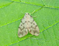 72.036 BF2038 Muslin Footman Nudaria mundan