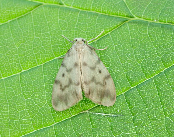 72.036 BF2038 Muslin Footman Nudaria mundan
