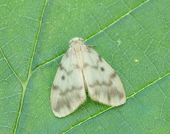 72.036 BF2038 Muslin Footman Nudaria mundan
