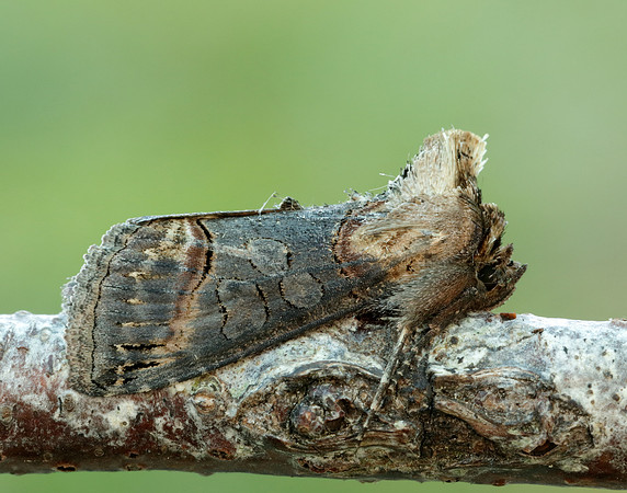 73.002 BF2449 Dark Spectacle Abrostola triplasia