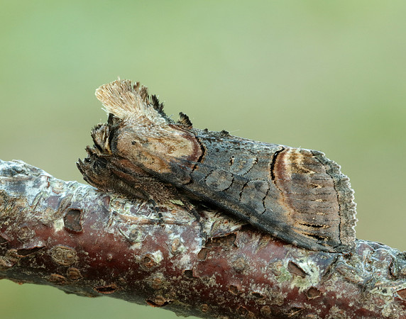 73.002 BF2449 Dark Spectacle Abrostola triplasia