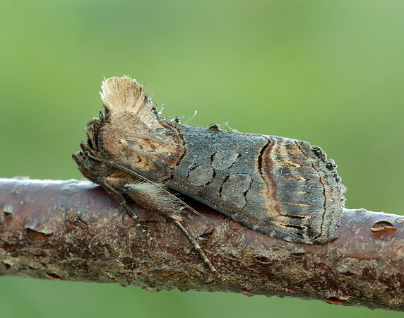 73.002 BF2449 Dark Spectacle Abrostola triplasia
