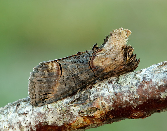 73.002 BF2449 Dark Spectacle Abrostola triplasia