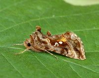 73.016 BF2442 Beautiful Golden Y Autographa pulchrina