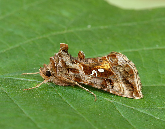 73.016 BF2442 Beautiful Golden Y Autographa pulchrina