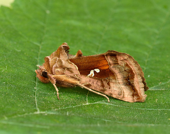 73.016 BF2442 Beautiful Golden Y Autographa pulchrina