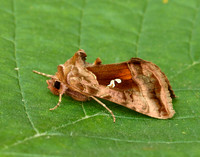73.016 BF2442 Beautiful Golden Y Autographa pulchrina