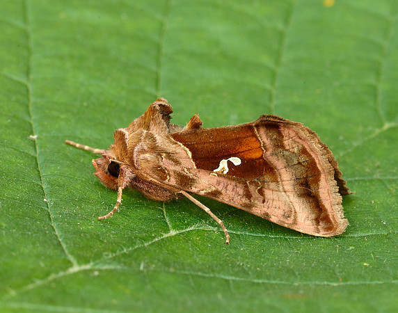 73.016 BF2442 Beautiful Golden Y Autographa pulchrina