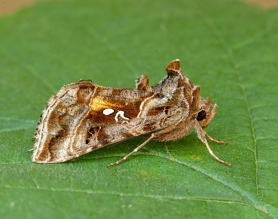 73.016 BF2442 Beautiful Golden Y Autographa pulchrina