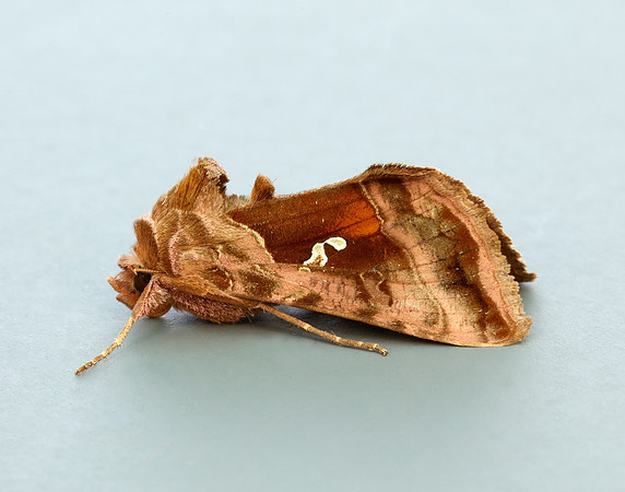 73.016 BF2442 Beautiful Golden Y Autographa pulchrina