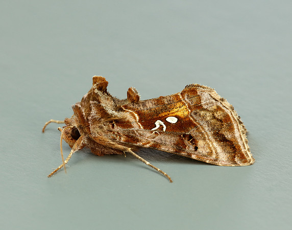 73.016 BF2442 Beautiful Golden Y Autographa pulchrina