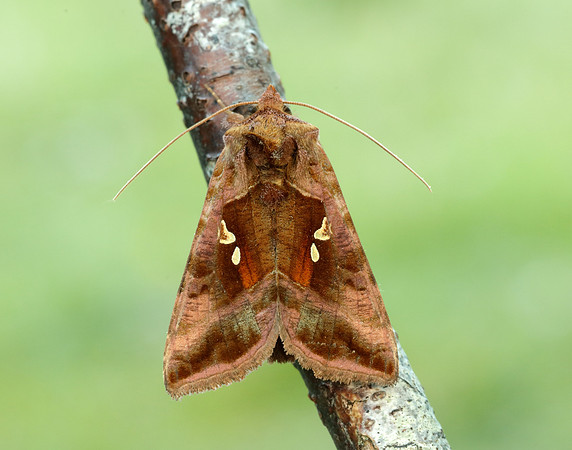 73.017 BF2443 Plain Golden Y Autographa jota