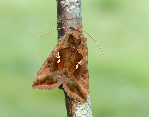 73.017 BF2443 Plain Golden Y Autographa jota
