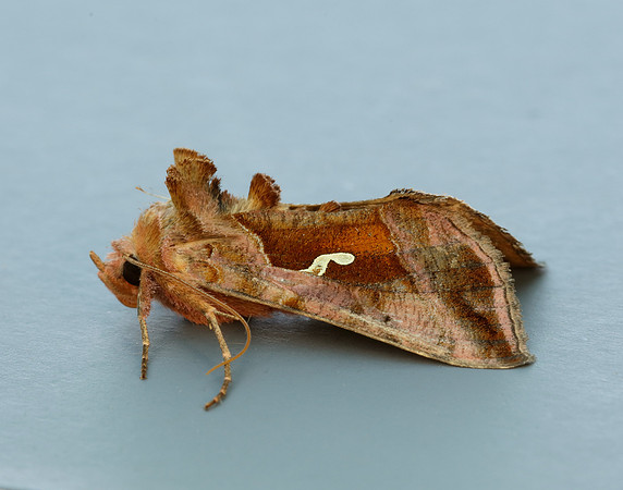 73.017 BF2443 Plain Golden Y Autographa jota
