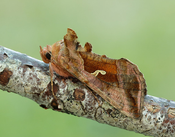 73.017 BF2443 Plain Golden Y Autographa jota