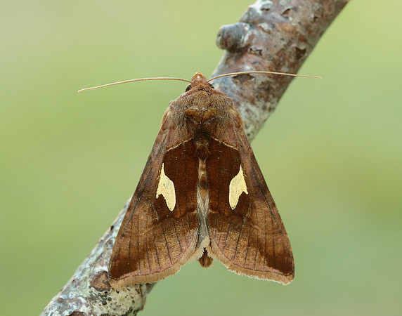 73.018 BF2444 Gold Spangle Autographa bractea