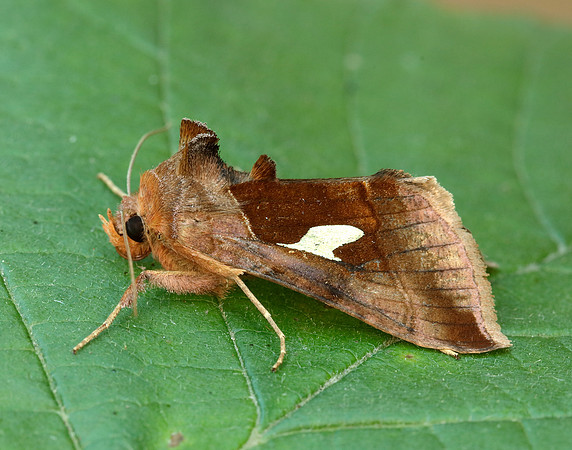 73.018 BF2444 Gold Spangle Autographa bractea
