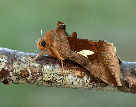 73.018 BF2444 Gold Spangle Autographa bractea