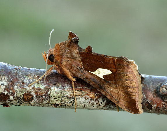 73.018 BF2444 Gold Spangle Autographa bractea