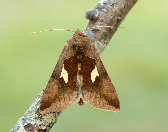 73.018 BF2444 Gold Spangle Autographa bractea