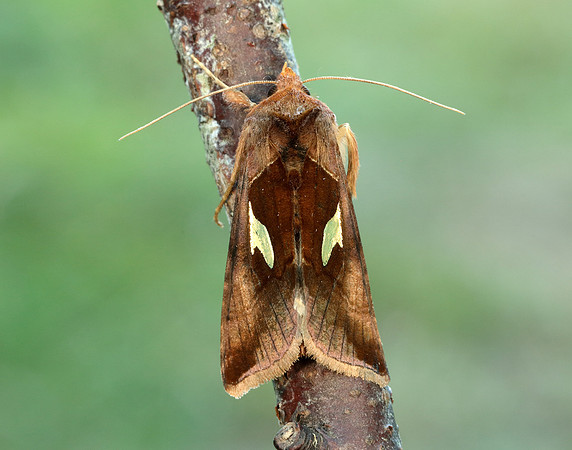 73.018 BF2444 Gold Spangle Autographa bractea
