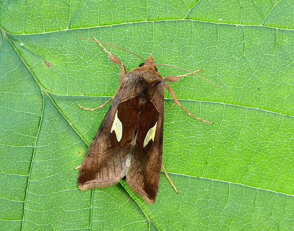 73.018 BF2444 Gold Spangle Autographa bractea