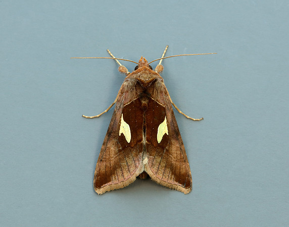 73.018 BF2444 Gold Spangle Autographa bractea