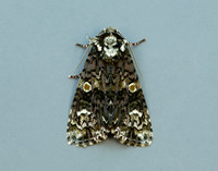 73.047 BF2291 Coronet Craniophora ligustri