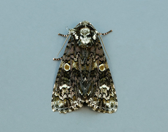 73.047 BF2291 Coronet Craniophora ligustri