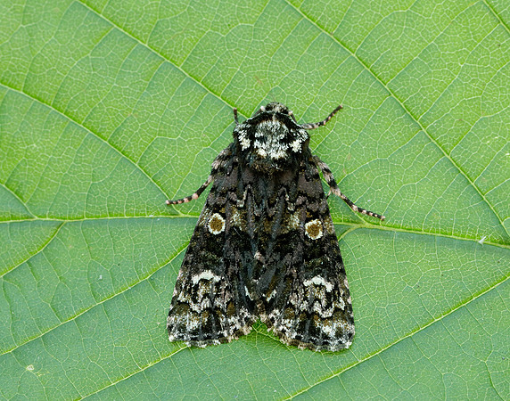 73.047 BF2291 Coronet Craniophora ligustri