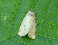 73.147 BF2345 Small Dotted Buff Photedes minima