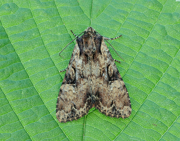 73.169 BF2343 Common Rustic Mesapamea secalis