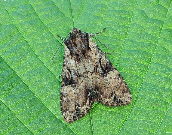 73.169 BF2343 Common Rustic Mesapamea secalis