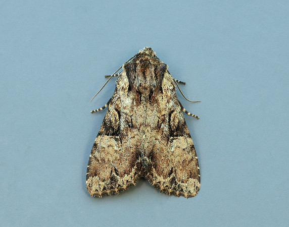 73.169 BF2343 Common Rustic Mesapamea secalis