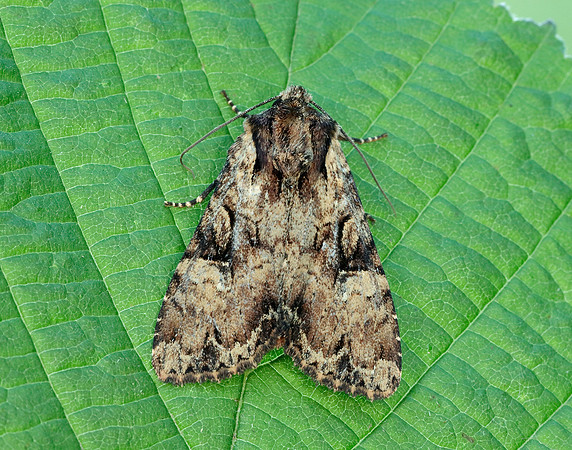 73.169 BF2343 Common Rustic Mesapamea secalis
