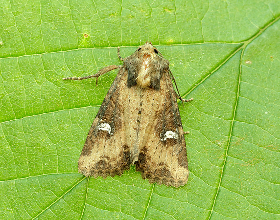 73.169 BF2343 Common Rustic Mesapamea secalis